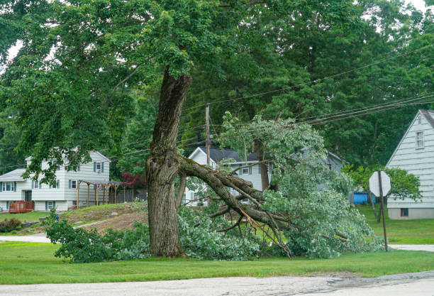 How Our Tree Care Process Works  in  Six Mile, SC